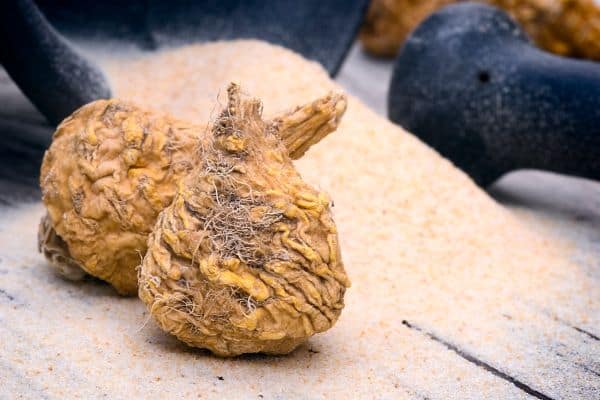 Mava root and its powder on the table