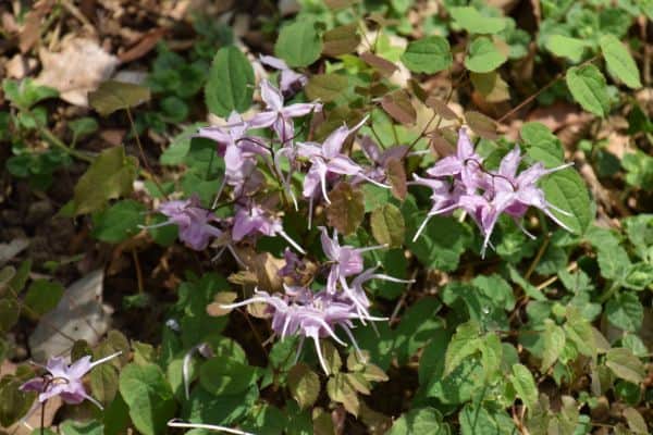 Horny goat weed plant - green leaves and purple flower