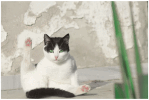 cat sitting and licking himself
